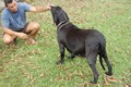 Matriz - Fila Brasileiro Preto - Canil Singular - Angola